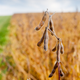 Image for article titled Department Of Agriculture Warns Of 37% Decline In Soybean Yield Following Stillborn Birth Of Albino Calf